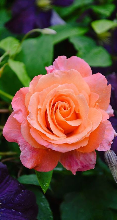 Bloemenfoto
